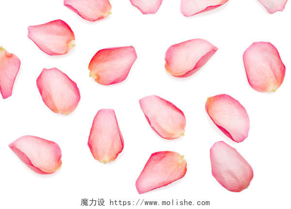 白色散落的粉红玫瑰花瓣背景日记情人节七夕520情人节214情人节